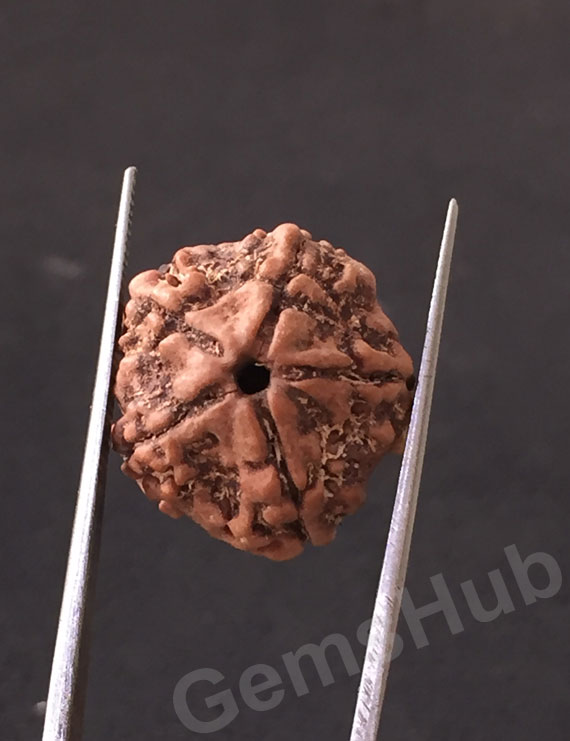 5 Mukhi Certified Nepali Rudraksha